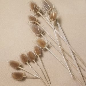 Accents - Textured stems Accents - Textured stems